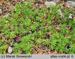 Saxifraga juniperifolia (skalnica jałowcowatolistna)