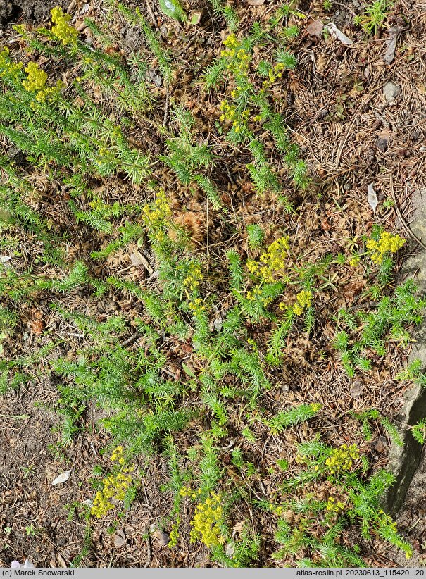 Galium estebanii (przytulia sosnowata)