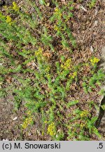 Galium estebanii (przytulia sosnowata)