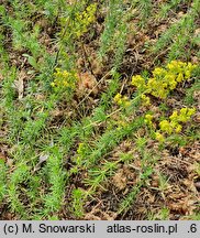 Galium estebanii (przytulia sosnowata)