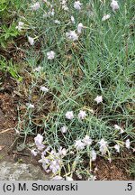 Dianthus monspessulanus (goździk montpeljański)