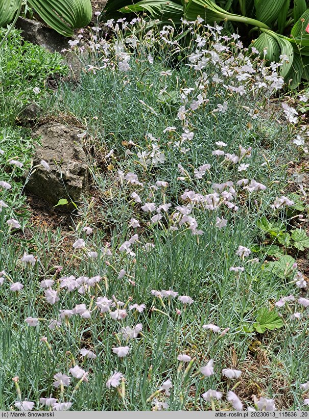 Dianthus monspessulanus (goździk montpeljański)