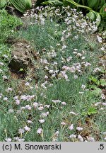 Dianthus monspessulanus (goździk montpeljański)