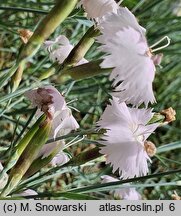 Dianthus monspessulanus (goździk montpeljański)