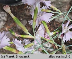 Dianthus monspessulanus (goździk montpeljański)