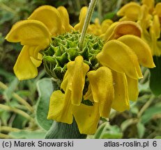 Phlomis fruticosa (żeleźniak krzewiasty)