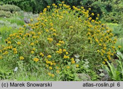 Phlomis fruticosa (żeleźniak krzewiasty)