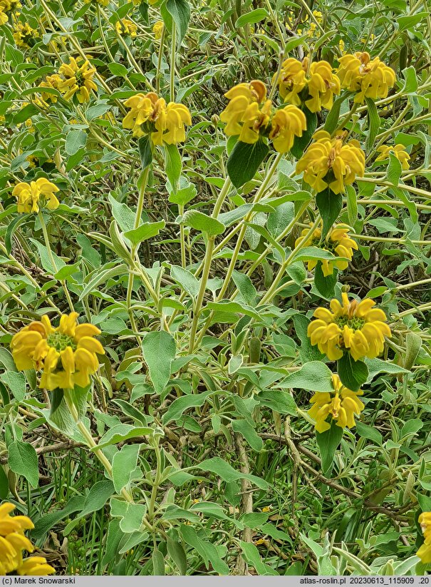 Phlomis fruticosa (żeleźniak krzewiasty)