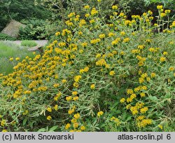 Phlomis fruticosa (żeleźniak krzewiasty)