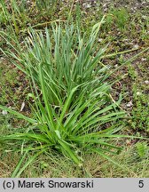 Paradisea lusitanica (paradyzja luzytańska)