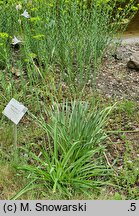 Paradisea lusitanica (paradyzja luzytańska)