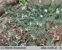 Dianthus praecox ssp. lumnitzeri (goździk Lumnitzera)