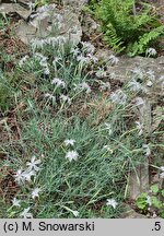 Dianthus praecox ssp. lumnitzeri (goździk Lumnitzera)