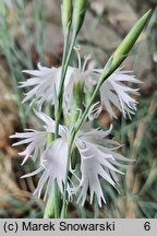 Dianthus praecox ssp. lumnitzeri (goździk Lumnitzera)