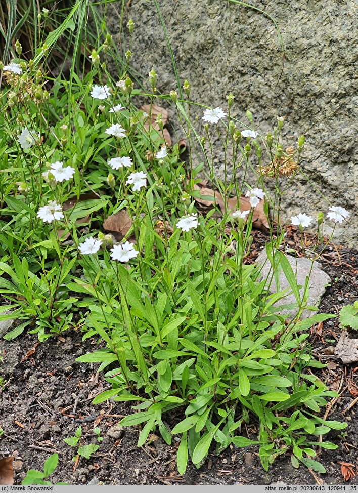 Silene alpestris (lepnica alpejska)