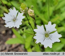 Silene alpestris (lepnica alpejska)