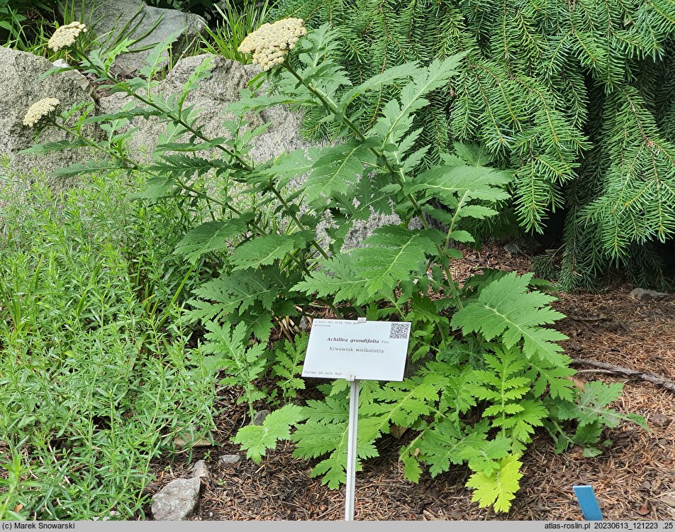 Achillea grandifolia (krwawnik wielkolistny)