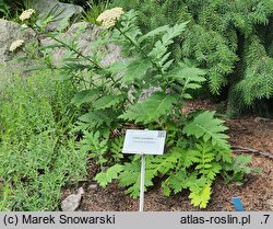 Achillea grandifolia (krwawnik wielkolistny)