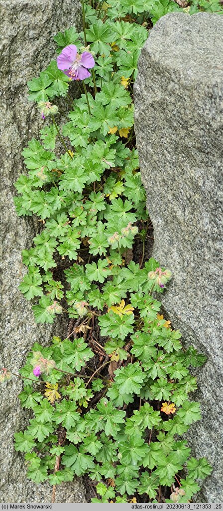 Geranium dalmaticum (bodziszek dalmacki)