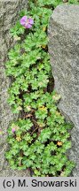 Geranium dalmaticum (bodziszek dalmacki)