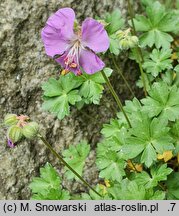 Geranium dalmaticum (bodziszek dalmacki)