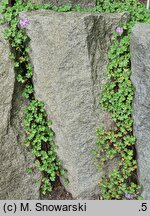 Geranium dalmaticum (bodziszek dalmacki)