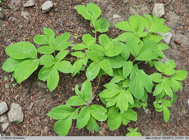 Paeonia arietina (piwonia baraniogłowa)