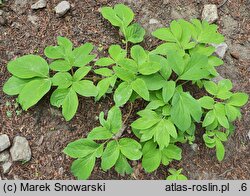 Paeonia arietina (piwonia baraniogłowa)