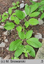 Paeonia arietina (piwonia baraniogłowa)