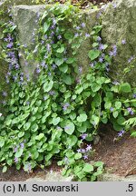 Campanula poscharskyana (dzwonek Poszarskiego)