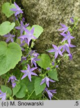 Campanula poscharskyana (dzwonek Poszarskiego)