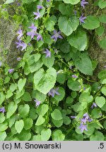 Campanula poscharskyana (dzwonek Poszarskiego)