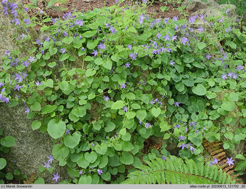 Campanula poscharskyana (dzwonek Poszarskiego)