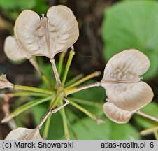 Pachyphragma macrophyllum (tobołki wielkolistne)