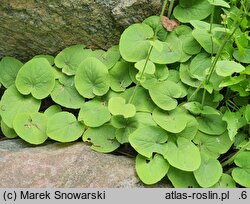Doronicum pardalianches (omieg zachodni)