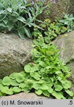 Doronicum pardalianches (omieg zachodni)