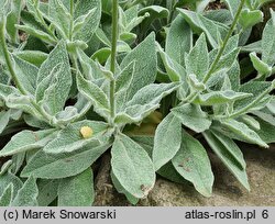 Hieracium tomentosum (jastrzębiec włosisty)