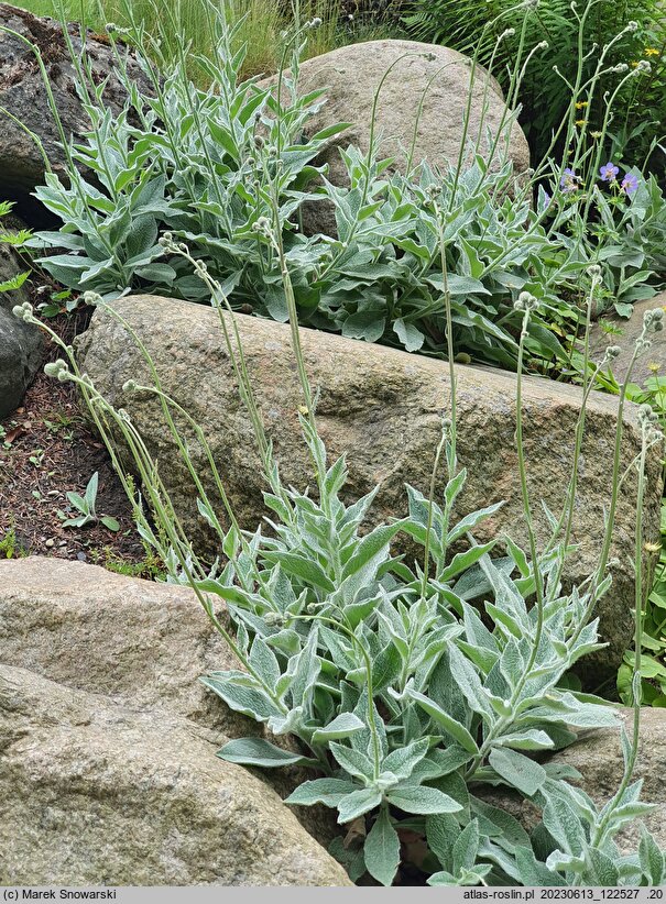 Hieracium tomentosum (jastrzębiec włosisty)