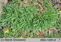 Erysimum jugicola (pszonak sabaudzki)