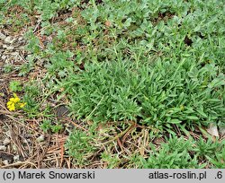 Erysimum jugicola (pszonak sabaudzki)