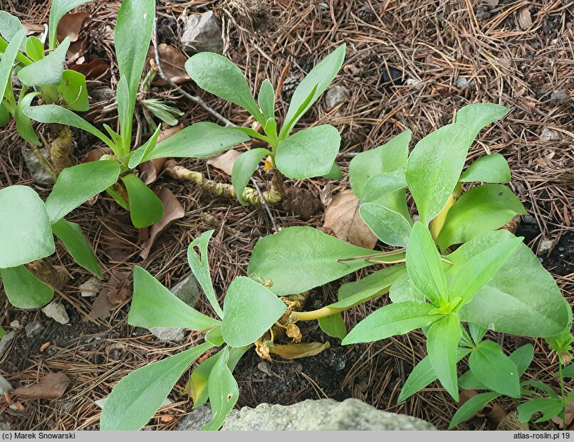 Primula palinuri (pierwiosnek palinurski)