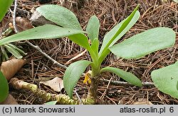 Primula palinuri (pierwiosnek palinurski)