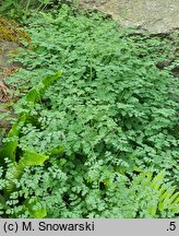 Thalictrum foetidum (rutewka cuchnąca)