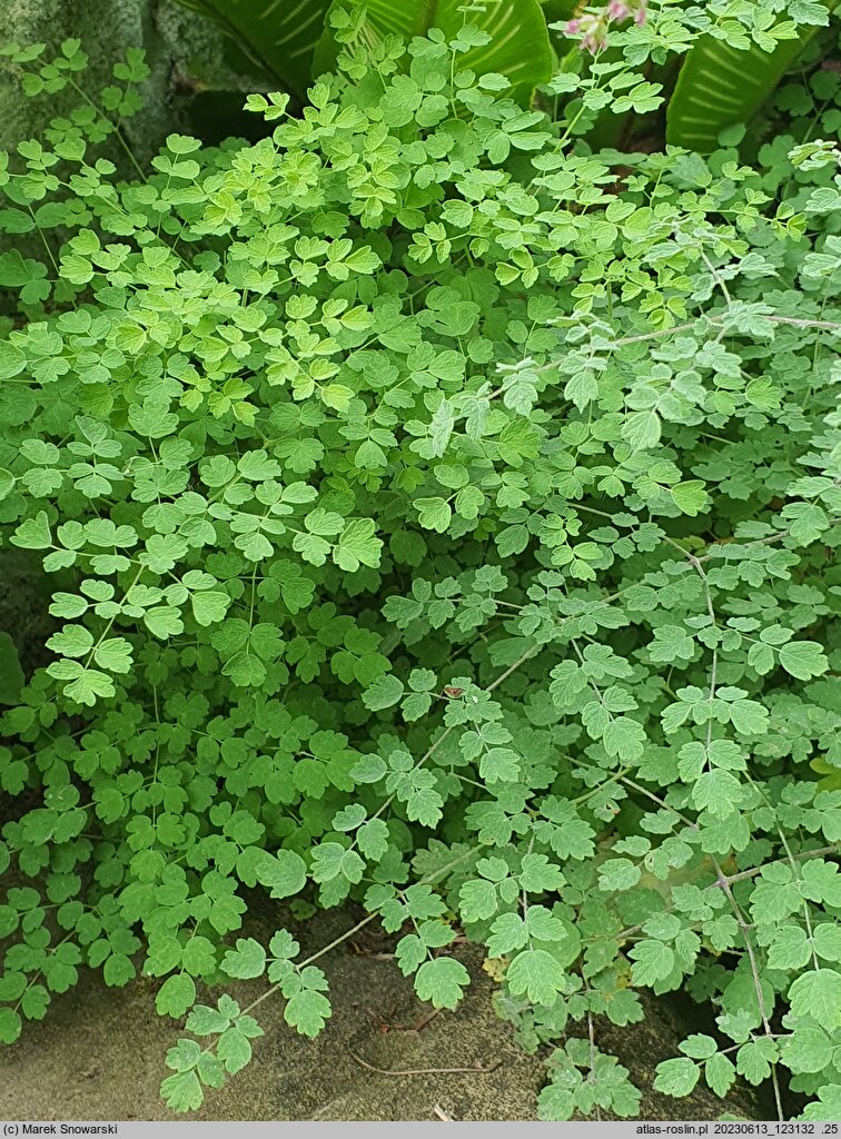 Thalictrum foetidum (rutewka cuchnąca)