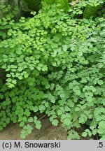 Thalictrum foetidum (rutewka cuchnąca)