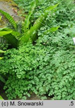 Thalictrum foetidum (rutewka cuchnąca)