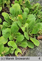 Primula ×venusta (pierwiosnek wdzięczny)
