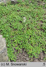 Salix hylematica (wierzba leśna)