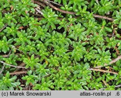 Salix hylematica (wierzba leśna)