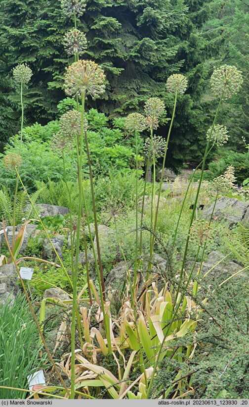 Allium altissimum (czosnek wysoki)